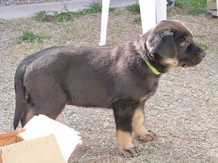 chinook dog